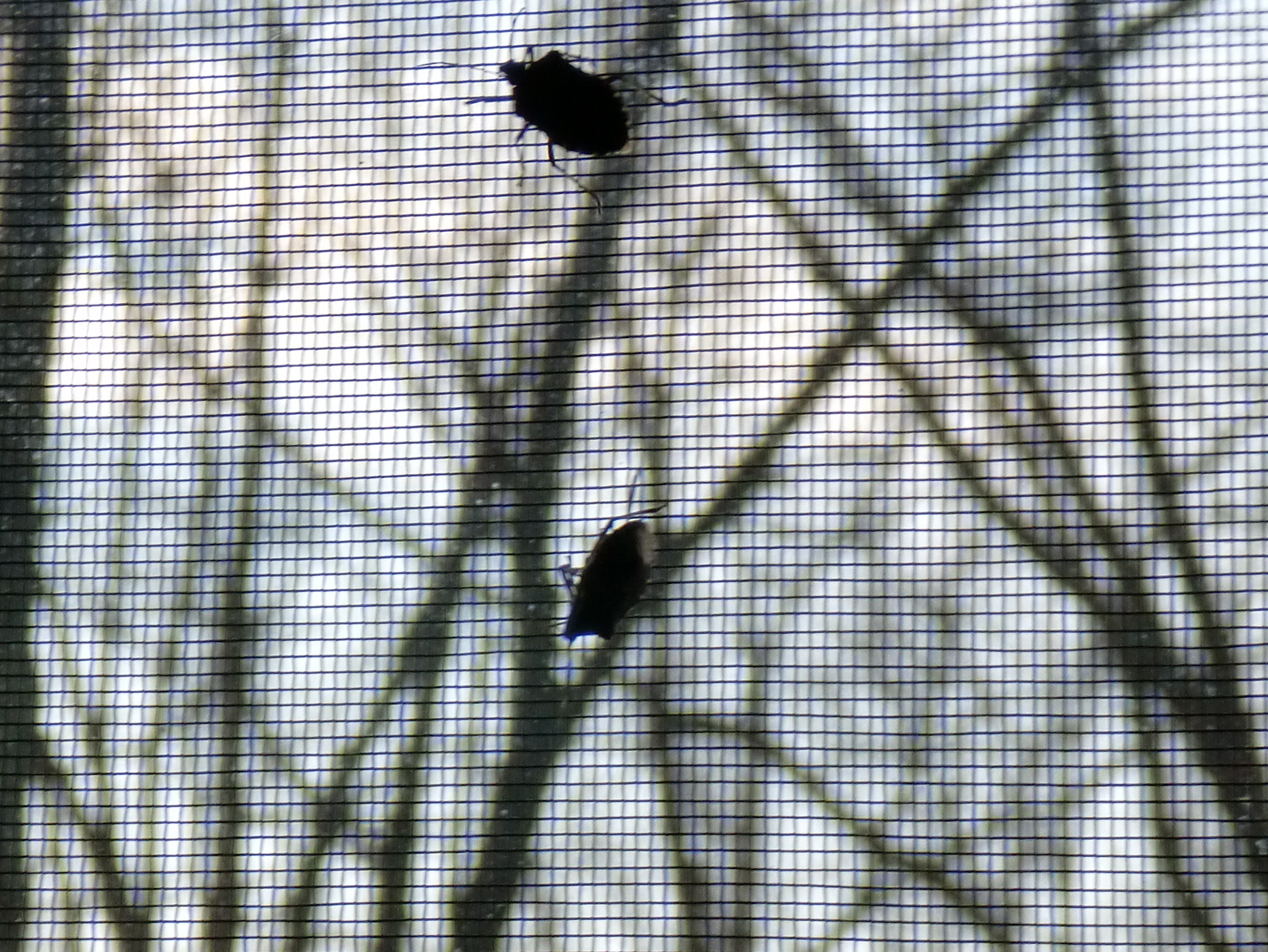 Stinkbugs on Window Screen